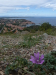 FZ007688 Flower at fort and view of Collioure.jpg